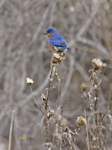 Eastern Bluebird